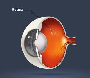 Illustration of the retina